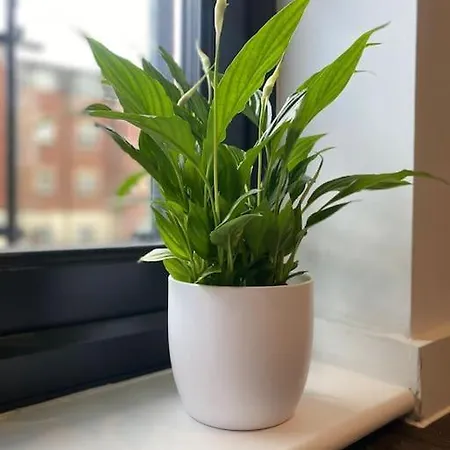 Apartmán Luxury 2 Bedroom & 2 Bathroom York